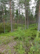 Lähellä kilpailukeskusta pääsee kirmaamaan näillä kankailla.