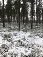 Ratamestari maastossa marraskuisella kierroksella. Tämä on värikuva.