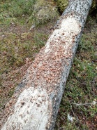 Jämäsvaaran jäniksillä nopea ruoansulatus. :)