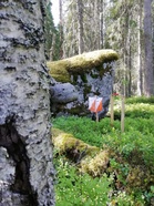 Leimasimet ja liput ovat jo paikoillaan metsän siimeksessä.