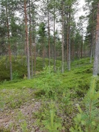 Lähellä kilpailukeskusta pääsee kirmaamaan näillä kankailla.