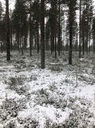 Ratamestari maastossa marraskuisella kierroksella. Tämä on värikuva.