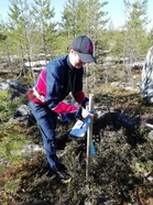Seuraava vaihe ratamestarityössä, rastien merkkausta maastossa äitienpäiväviikonloppuna. Keppi maahan ja tunnus nauhaan. Valvojat pääsevät pian omiin tarkkailutehtäviinsä.