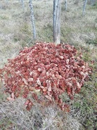 KRV:n harjoitusrasteilla Riihikankaalla saattaa törmätä tämmöiseen.